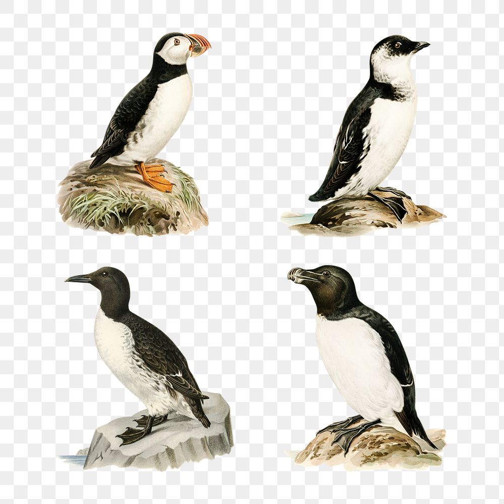Png vintage penguin illustration collection