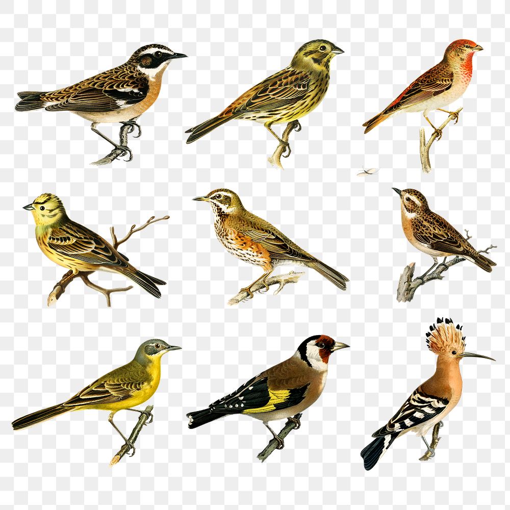 Vintage mixed birds png sticker drawing collection