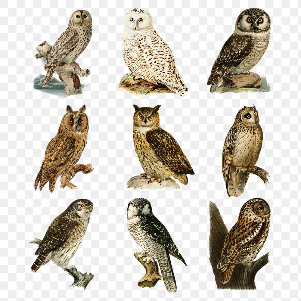 Vintage mixed owls png sticker drawing set