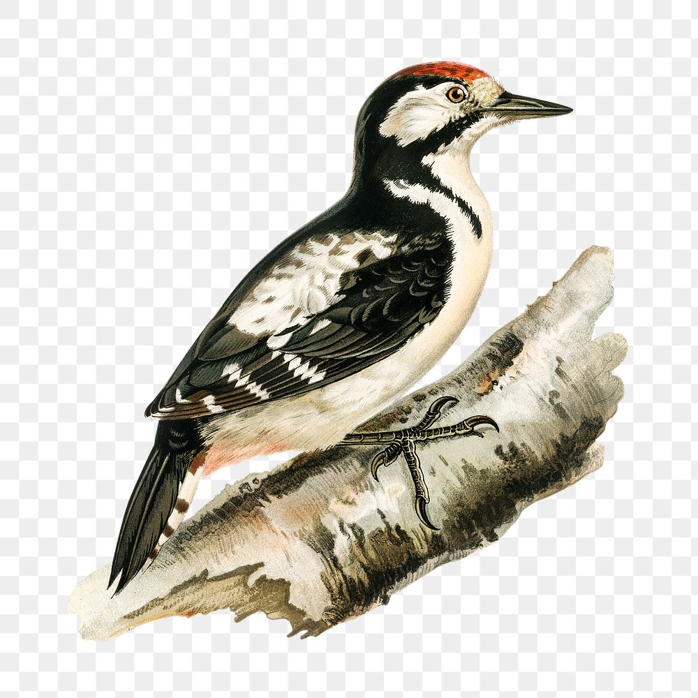 Transparent sticker woodpecker bird hand drawn