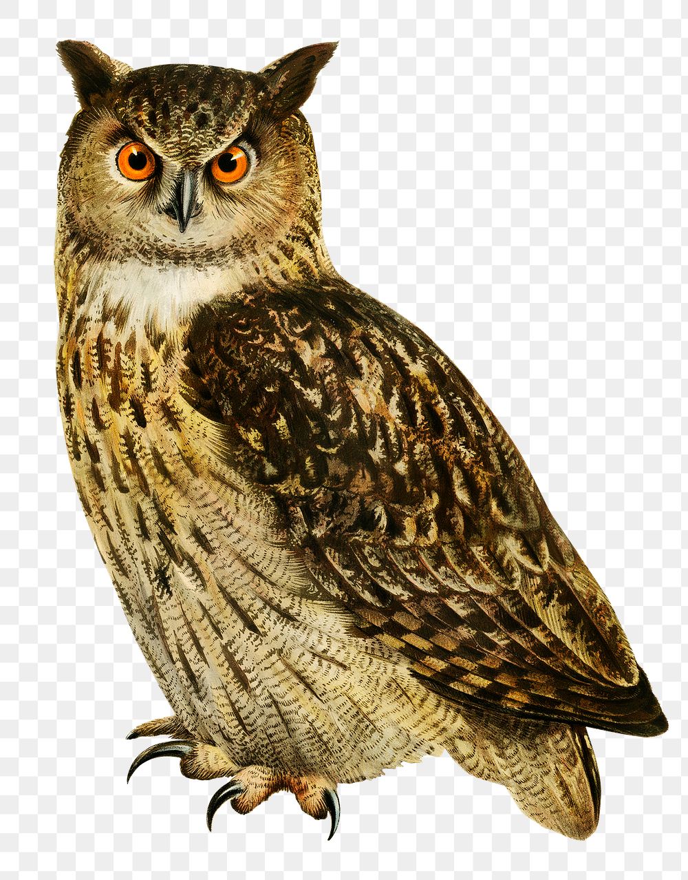 Transparent sticker eaurasian eagle owl bird hand drawn