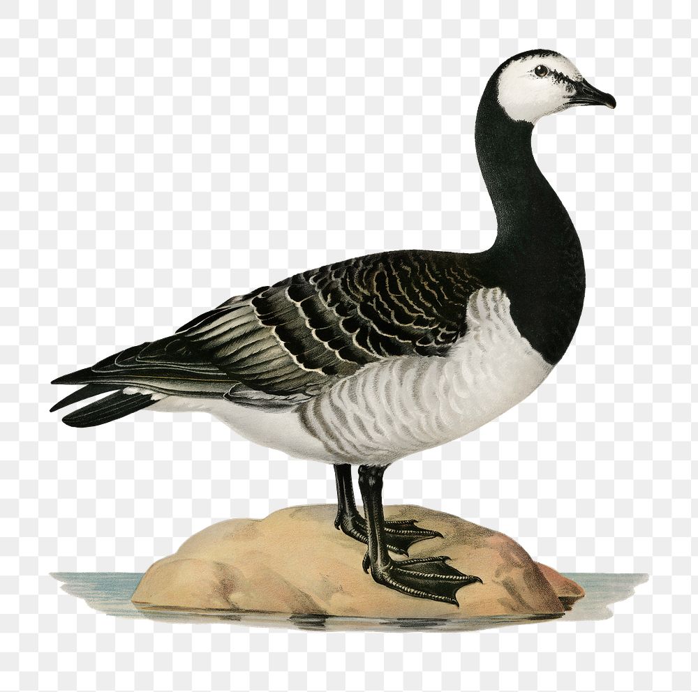 Transparent sticker barnacle goose bird | Premium PNG Sticker - rawpixel