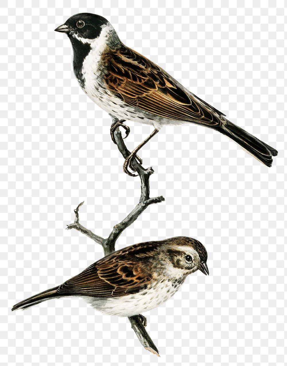 Transparent sticker reed bunting bird hand drawn