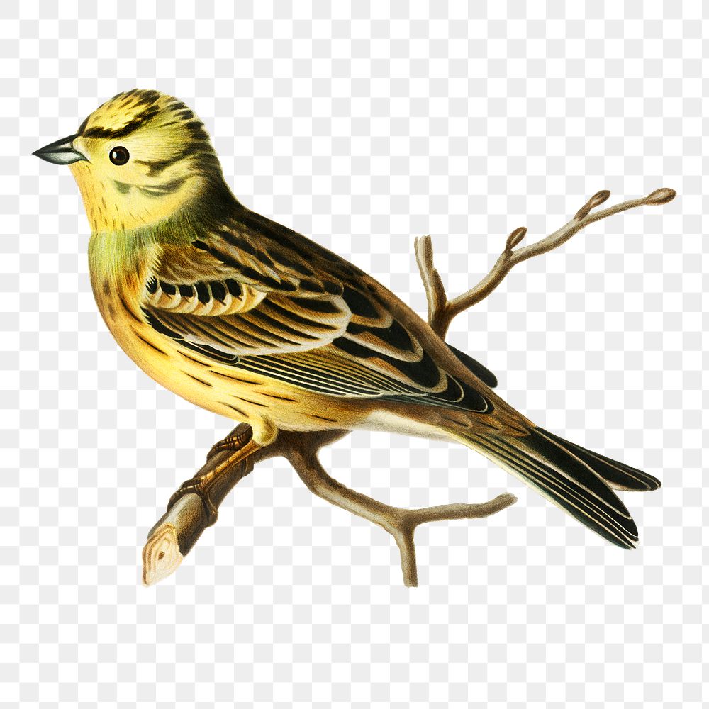 Transparent sticker yellowhammer bird hand drawn