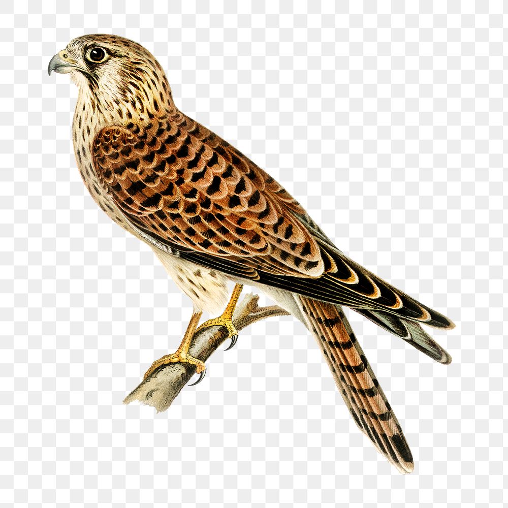 Png sticker common falcon bird hand drawn