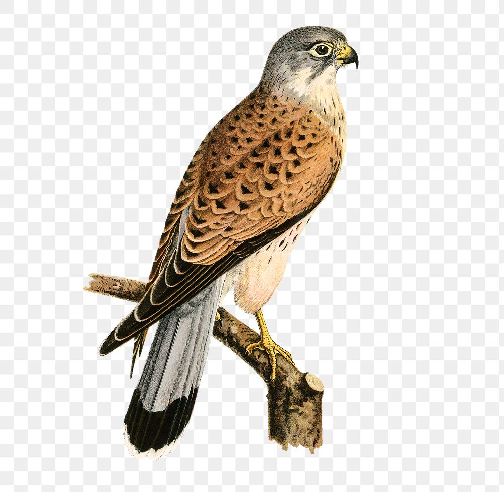 Png sticker common kestrel bird hand drawn