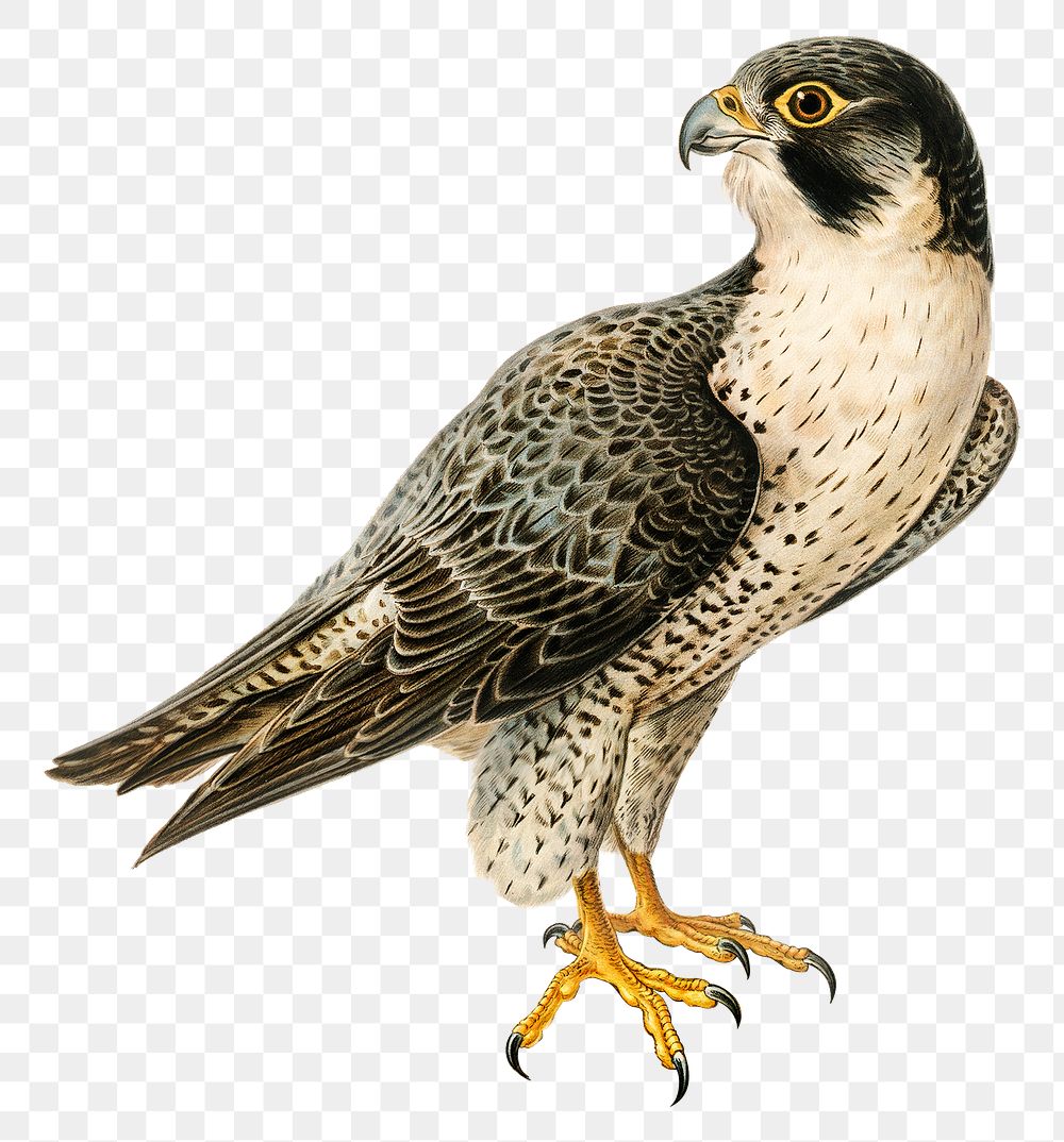 Png sticker peregrine falcon bird hand drawn