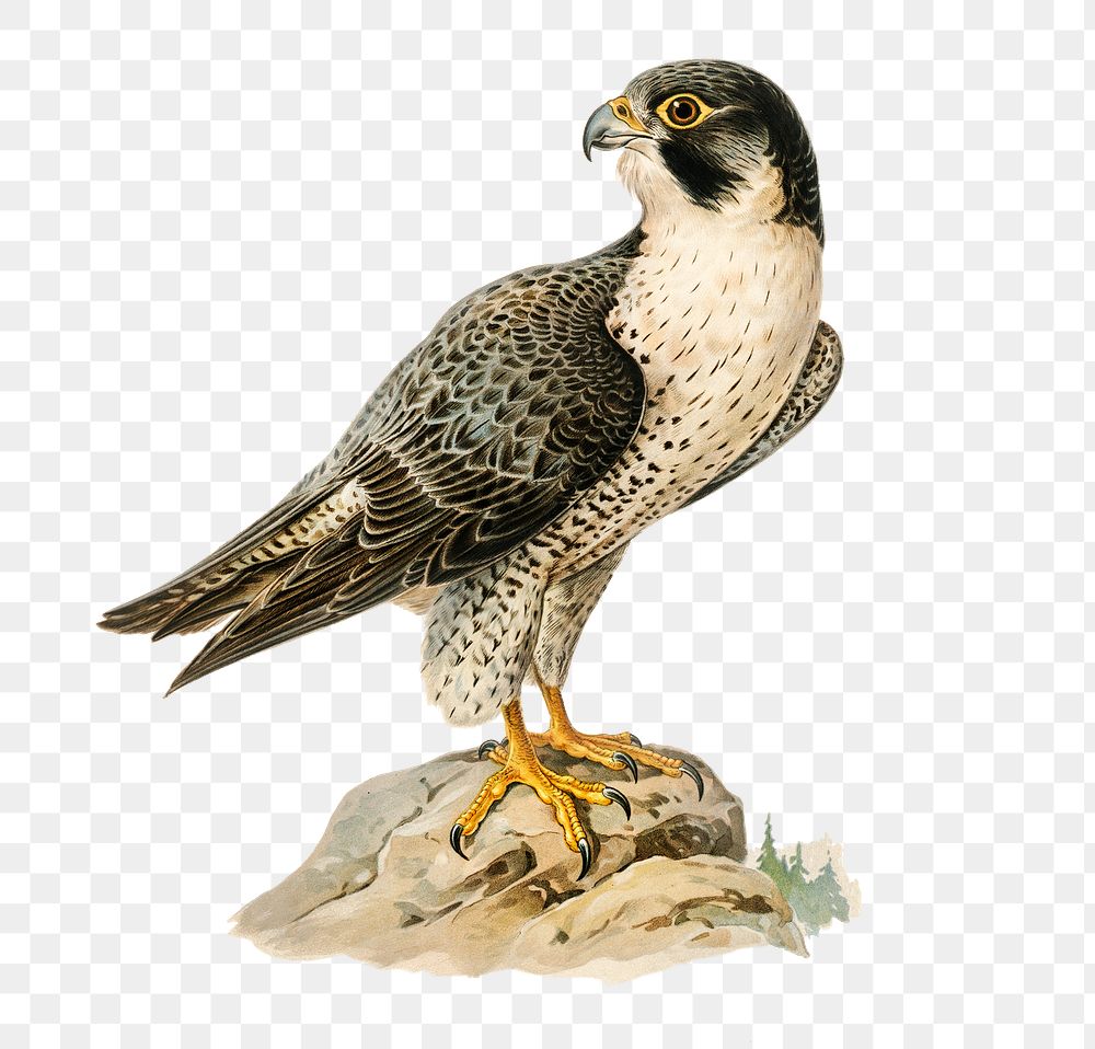 Png sticker peregrine falcon bird hand drawn