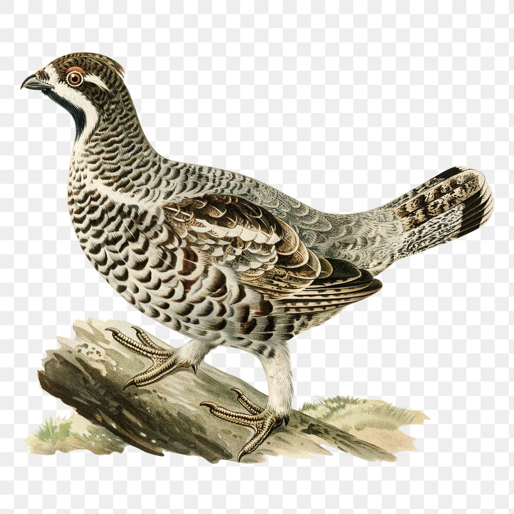 Png sticker hazel grouse bird hand drawn
