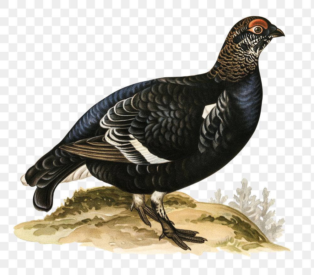 Png sticker black grouse bird hand drawn