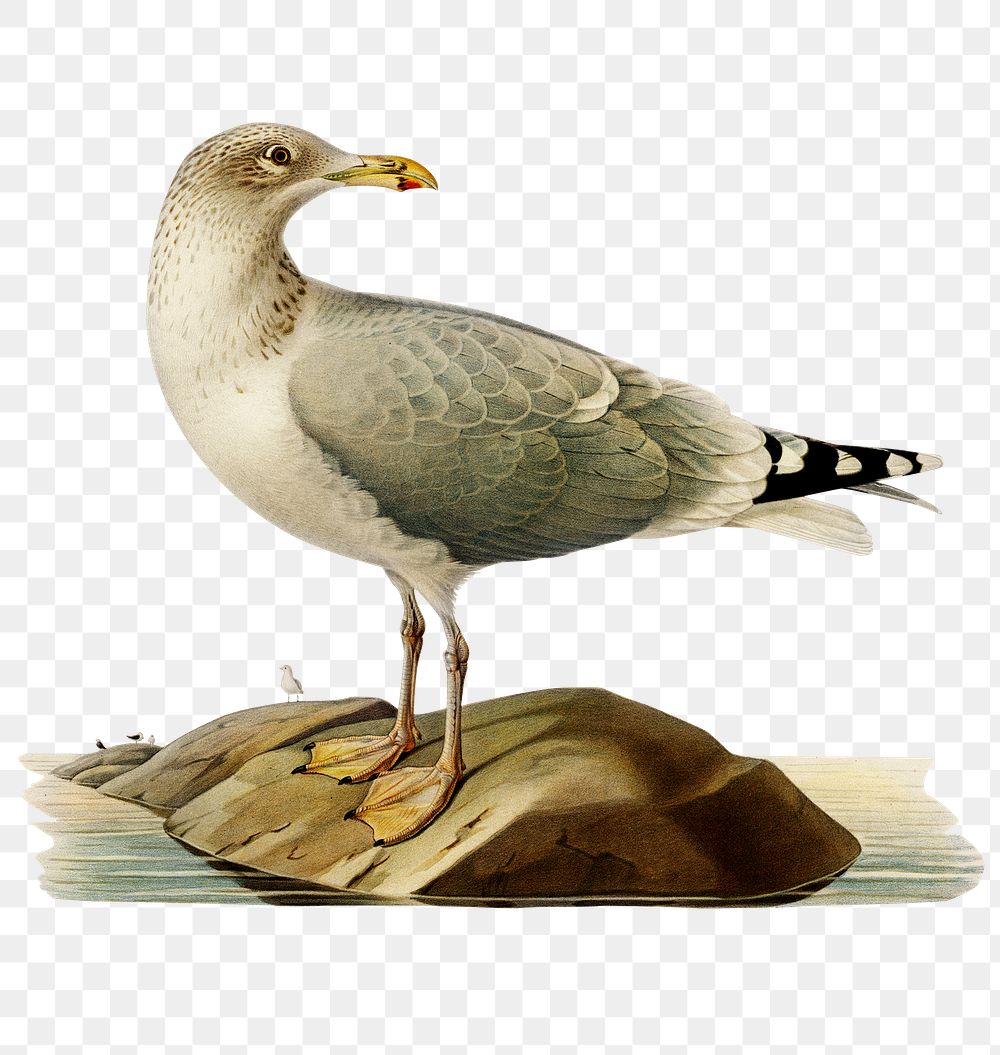 Herring gull vintage bird png sticker hand drawn