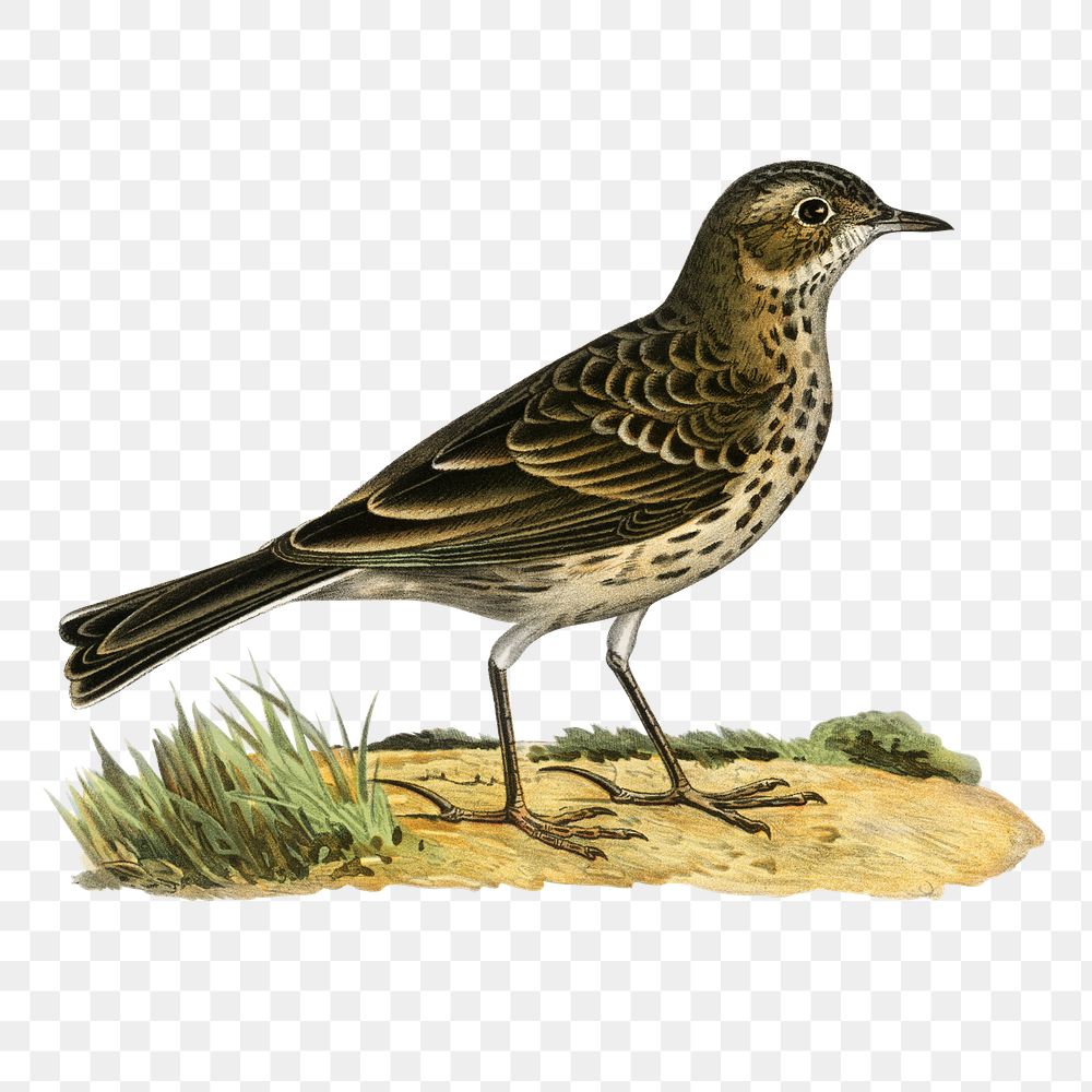 Png sticker meadow pipit bird hand drawn
