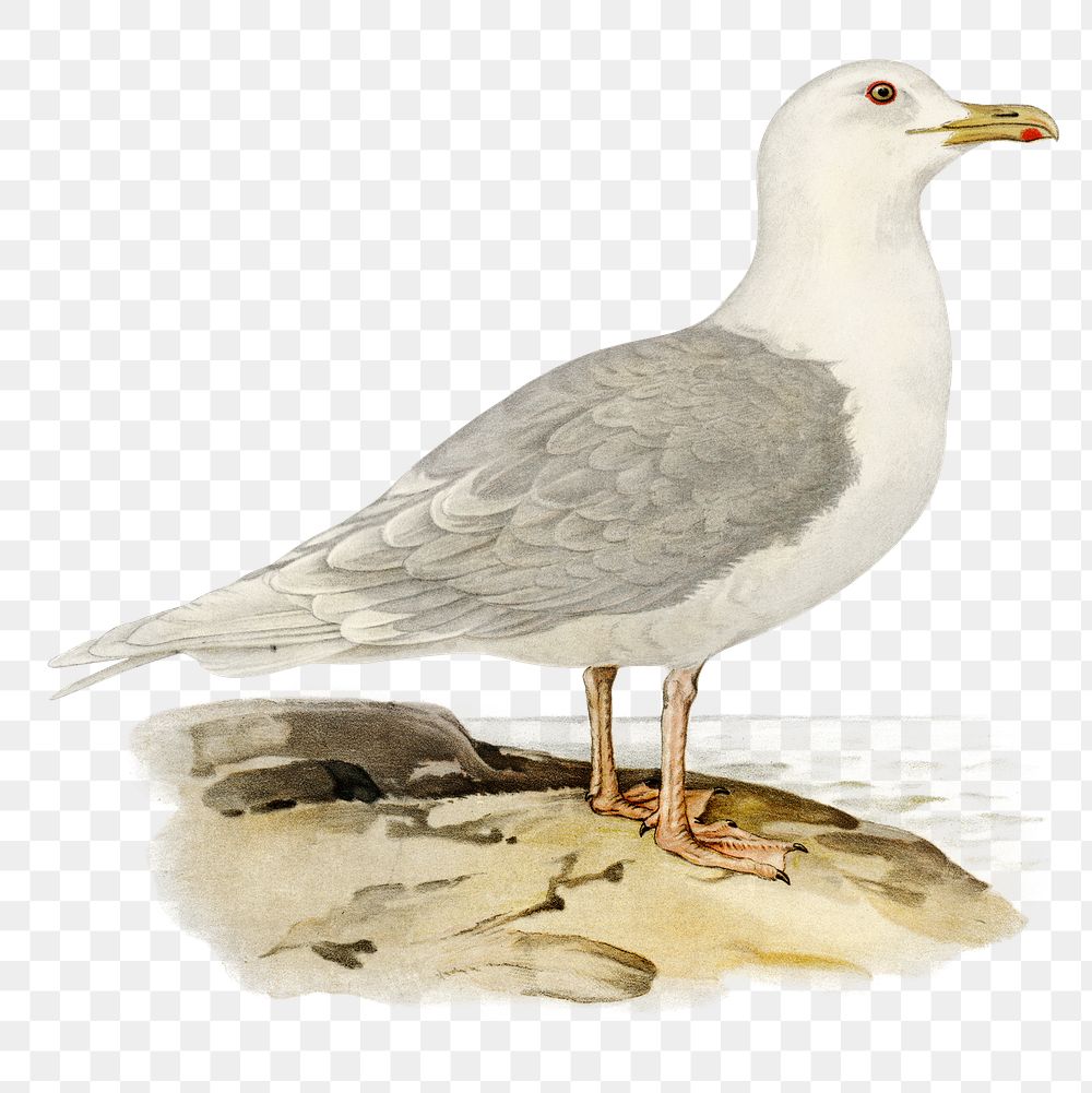Png sticker iceland gull bird hand drawn