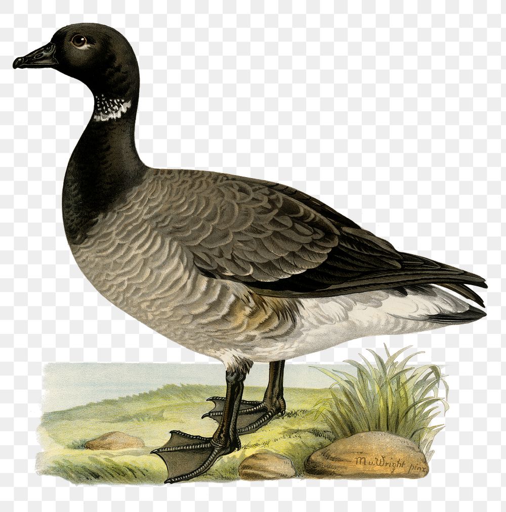 Png sticker brant goose bird hand drawn