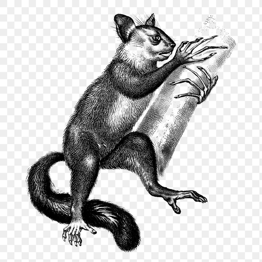 Vintage aye-aye png wild animal, remix from artworks by Charles Dessalines D'orbigny