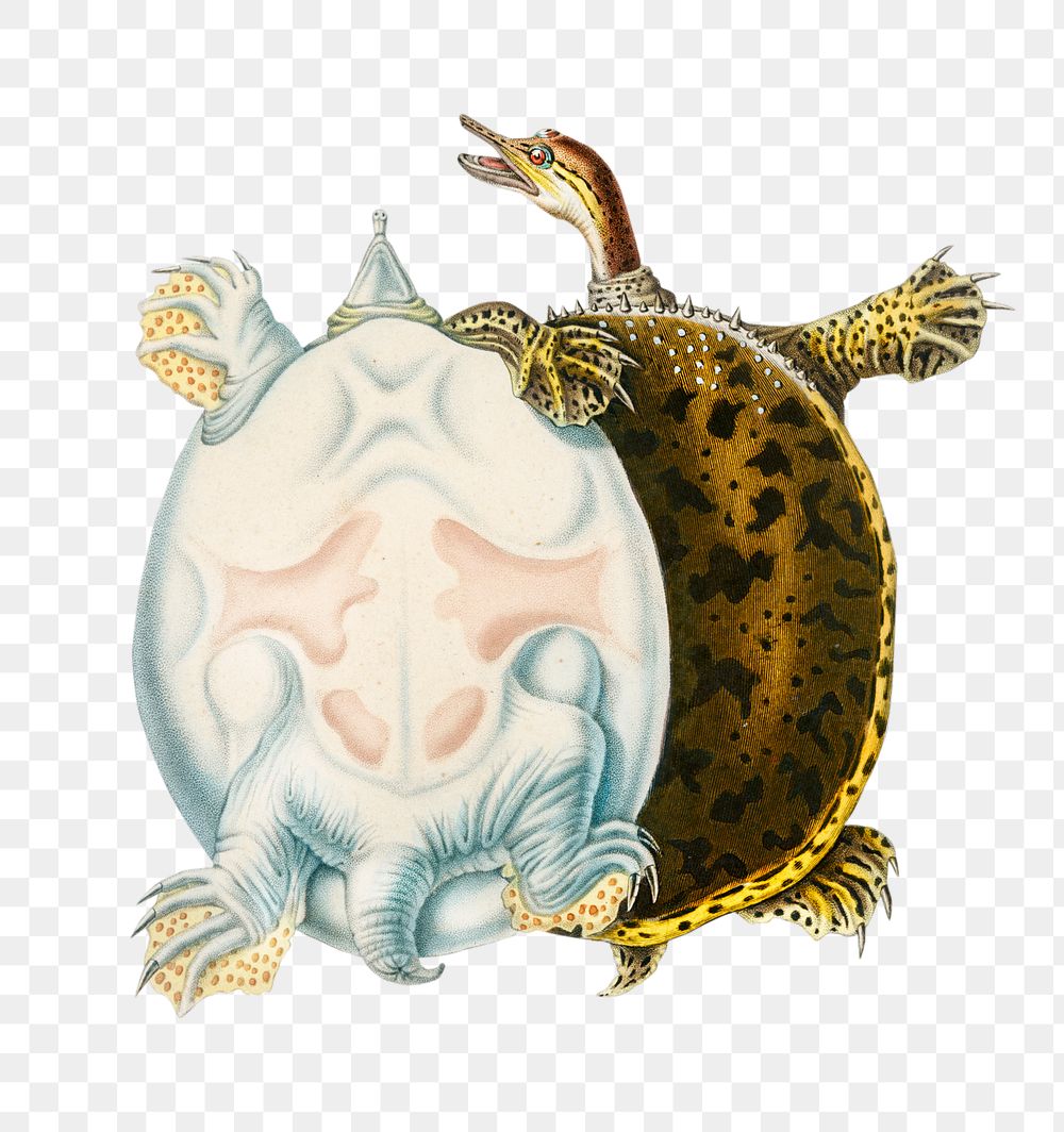 Vintage spiny softshell turtle png, remix from artworks by Charles Dessalines D'orbigny