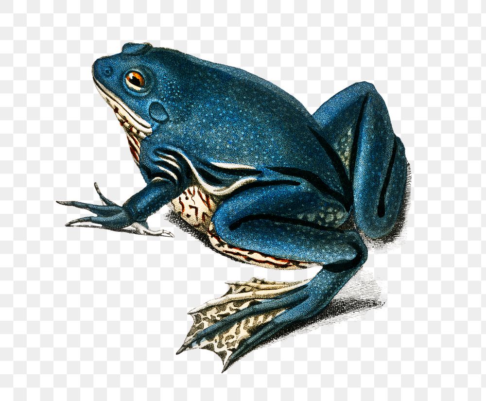 Vintage paradoxical frog png, remix from artworks by Charles Dessalines D'orbigny