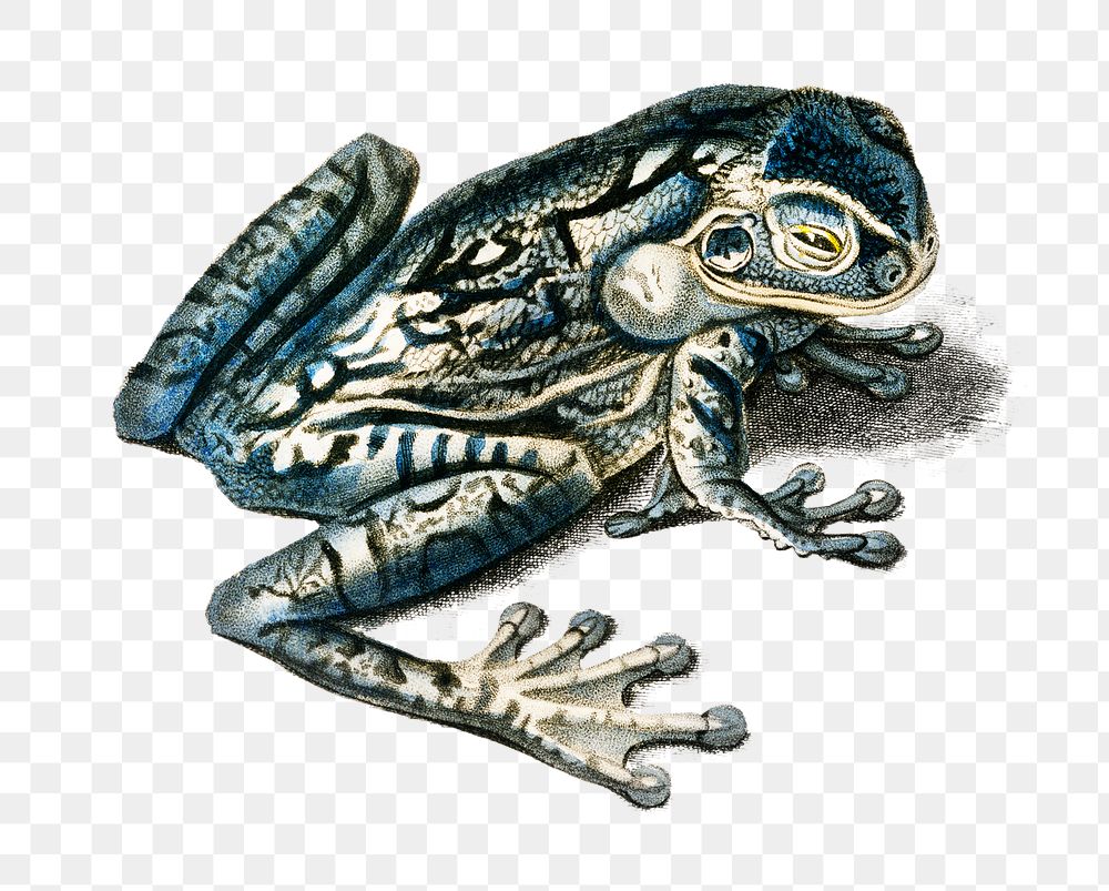 Png black-spotted casque-headed tree frog, remix from artworks by Charles Dessalines D'orbigny
