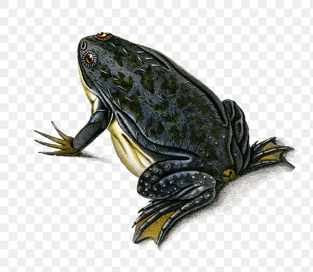 Vintage African clawed frog png, remix from artworks by Charles Dessalines D'orbigny