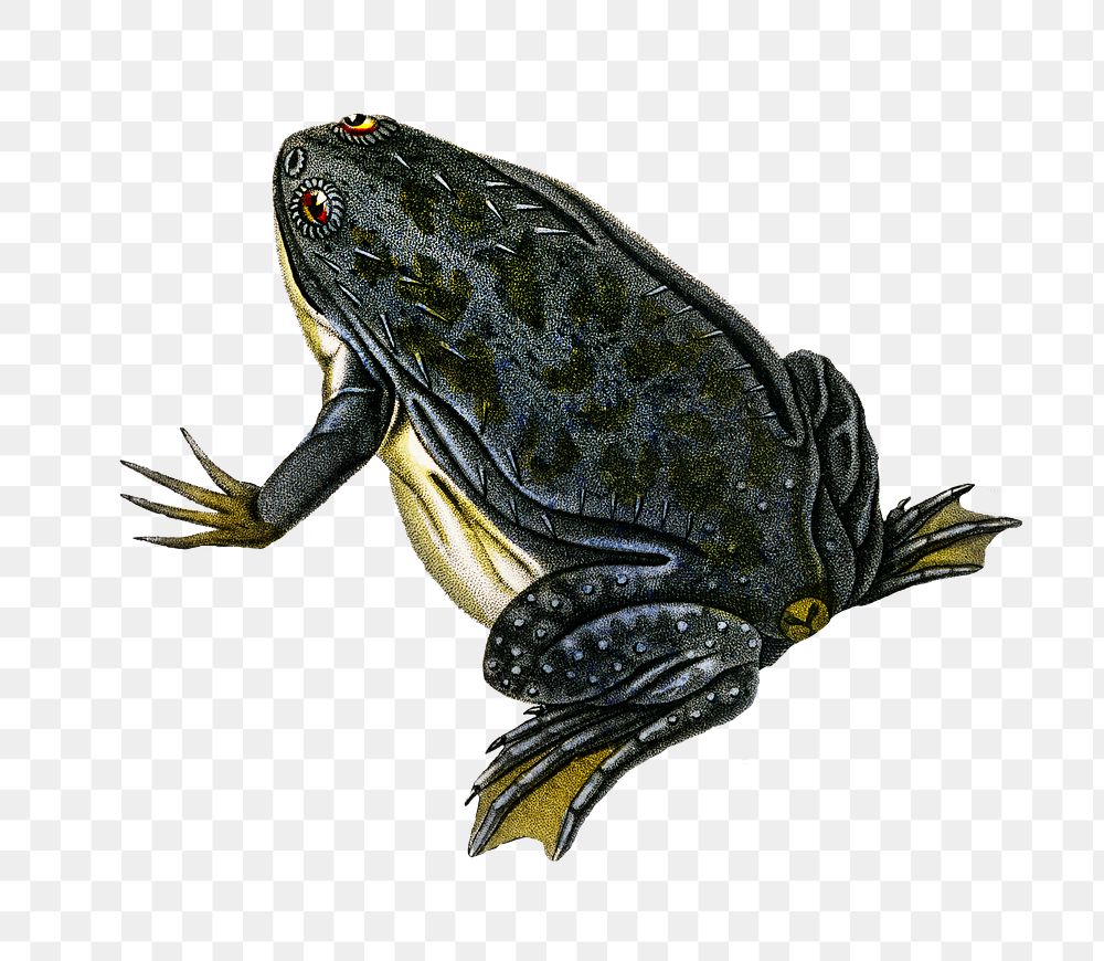 Vintage African clawed frog png, remix from artworks by Charles Dessalines D'orbigny