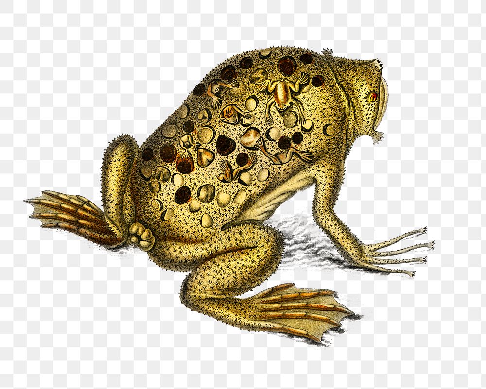 Vintage Surinam toad png animal, remix from artworks by Charles Dessalines D'orbigny