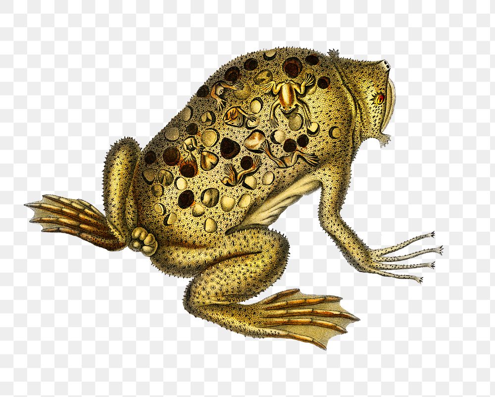 Vintage Surinam toad png animal, remix from artworks by Charles Dessalines D'orbigny