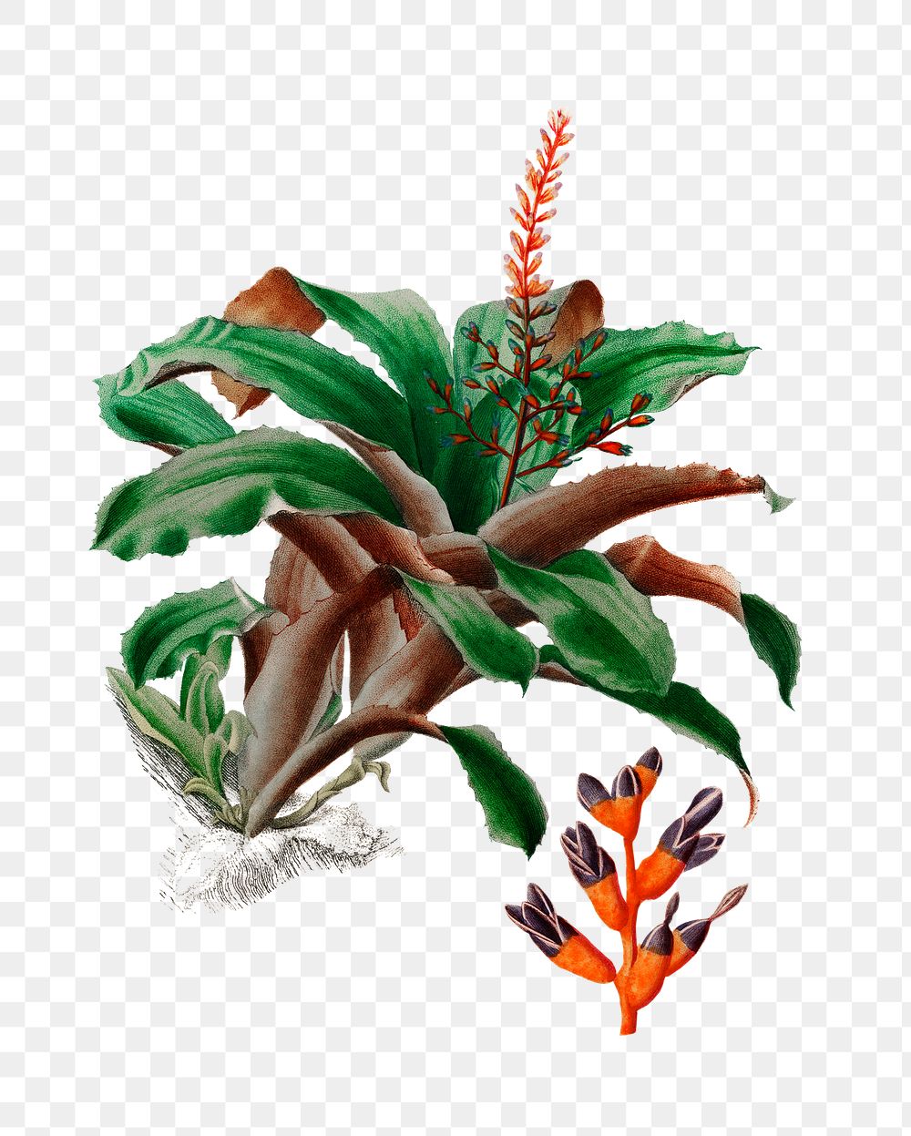 Vintage bromeliad png flowering plant, remix from artworks by Charles Dessalines D'orbigny