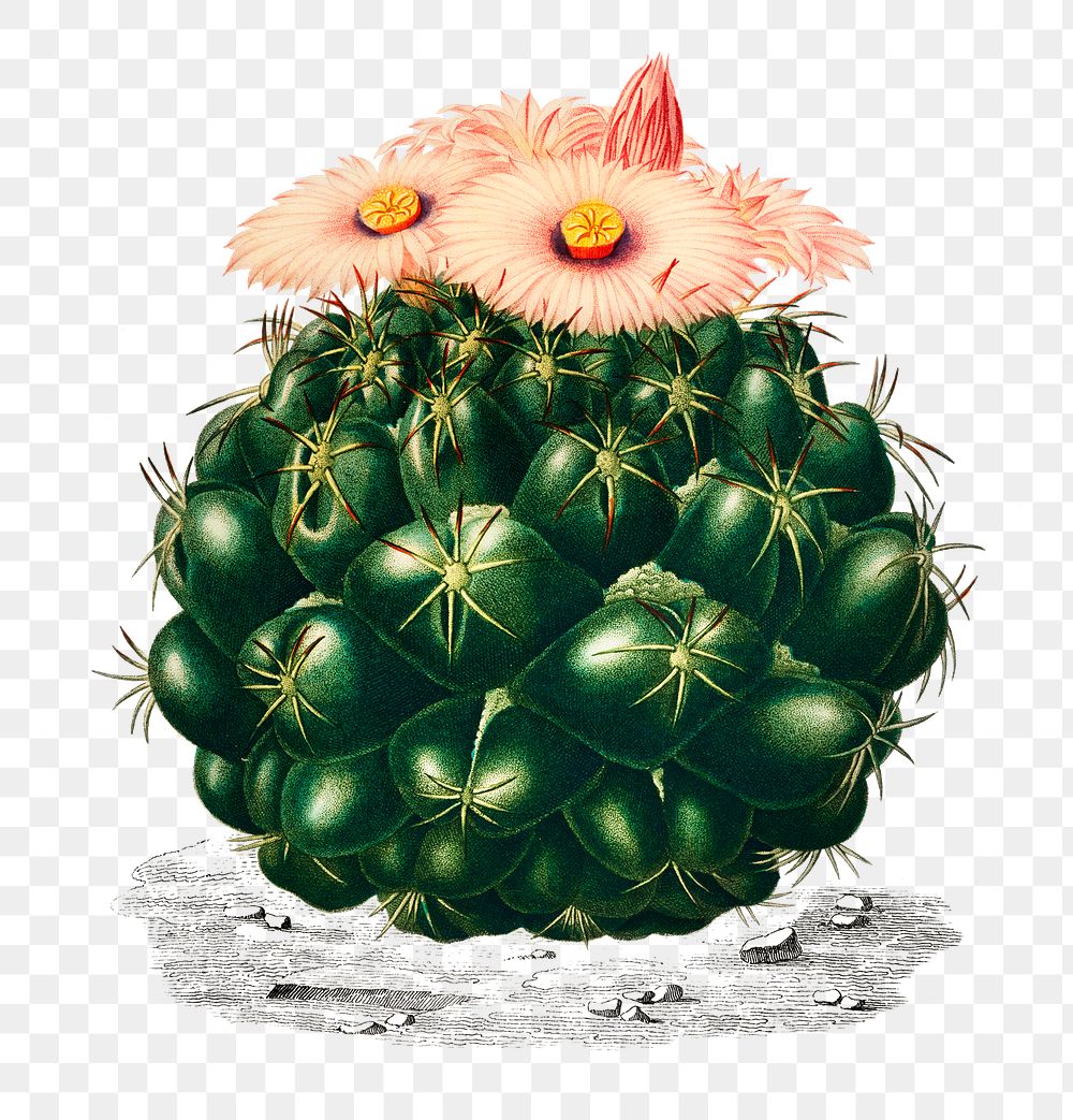 Starry ball cactus png plant, remix from artworks by Charles Dessalines D'orbigny