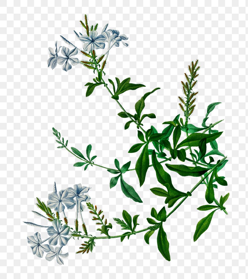 Vintage cape leadwort png plant, remix from artworks by Charles Dessalines D'orbigny