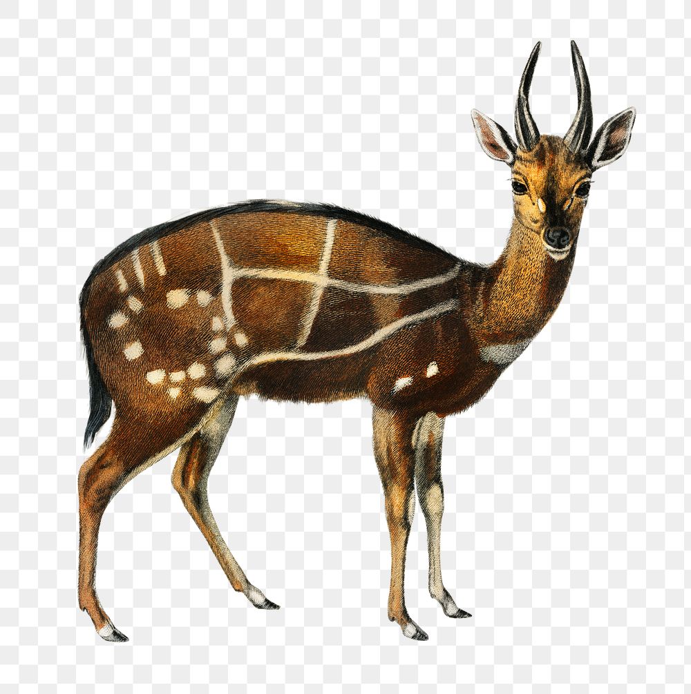 intage harnessed bushbuck png deer animal, remix from artworks by Charles Dessalines D'orbigny
