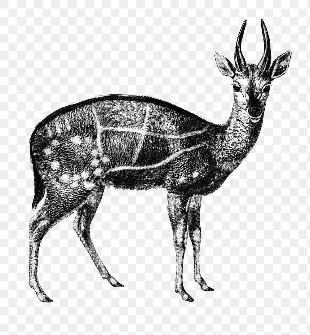 vintage harnessed bushbuck png deer animal, remix from artworks by Charles Dessalines D'orbigny