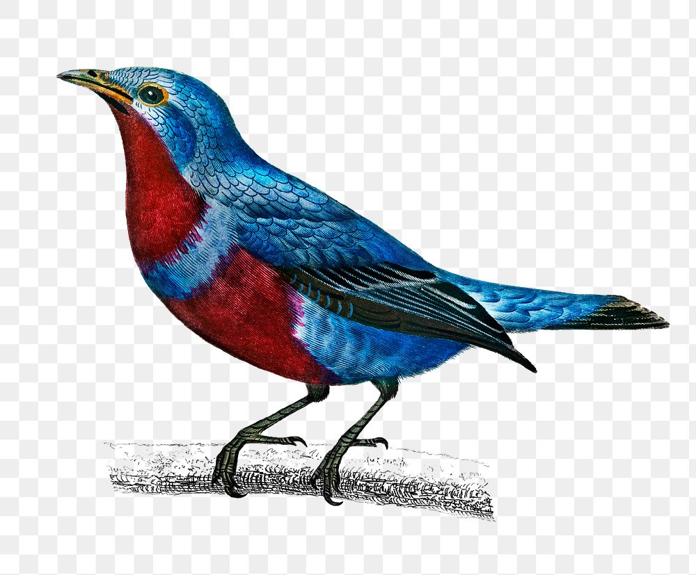 Vintage banded cotinga bird png, remix from artworks by Charles Dessalines D'orbigny