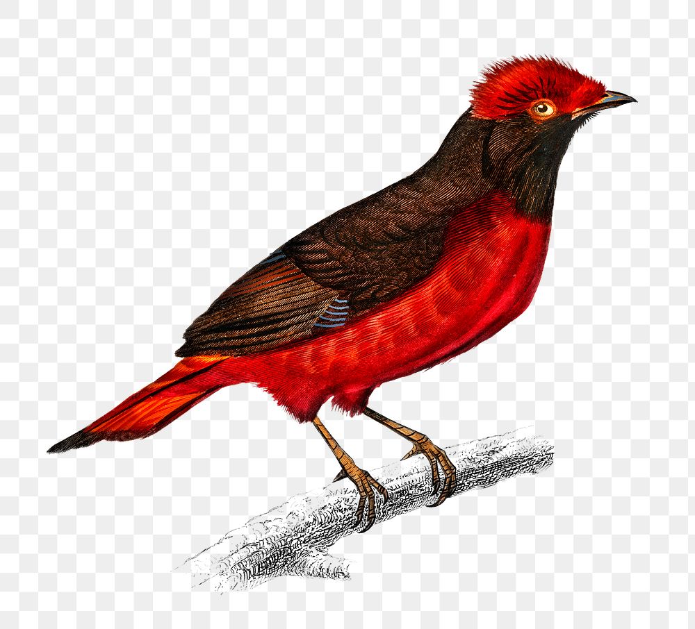 Vintage guianan red cotinga bird png, remix from artworks by Charles Dessalines D'orbigny