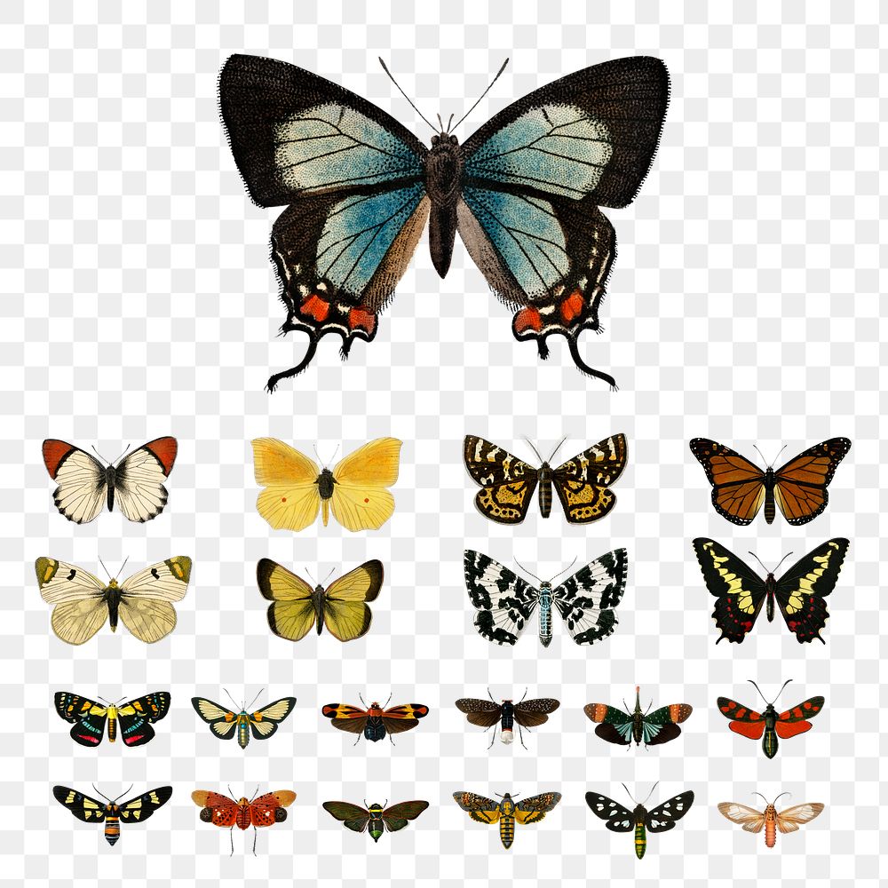 Vintage butterflies and moths png set, remix from artworks by Charles Dessalines D'orbigny