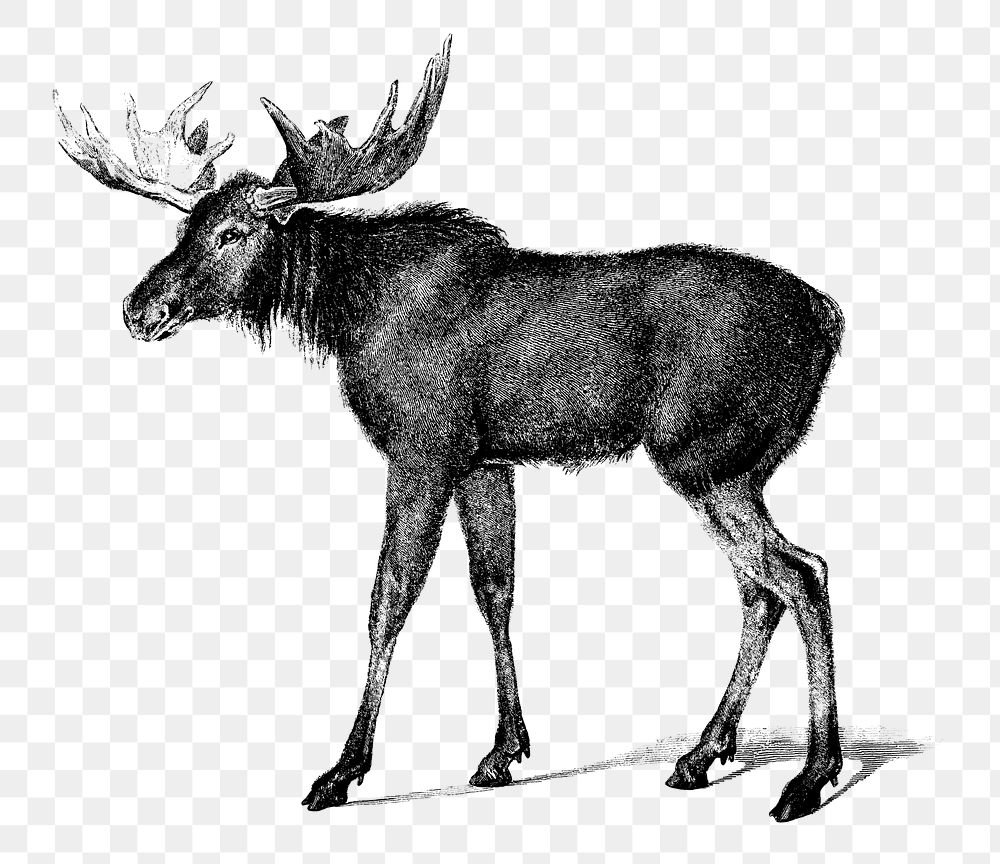 Vintage moose png bw hand drawn, remix from artworks by Charles Dessalines D'orbigny