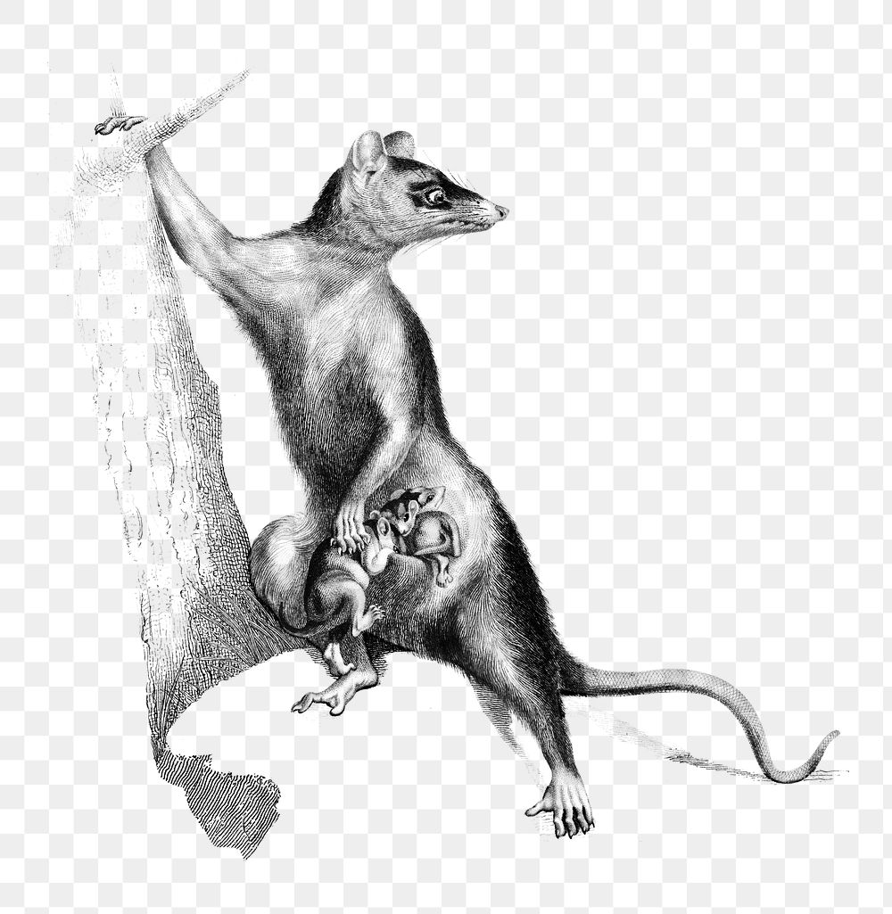 Vintage png Big-eared opossum animal, remix from artworks by Charles Dessalines D'orbigny