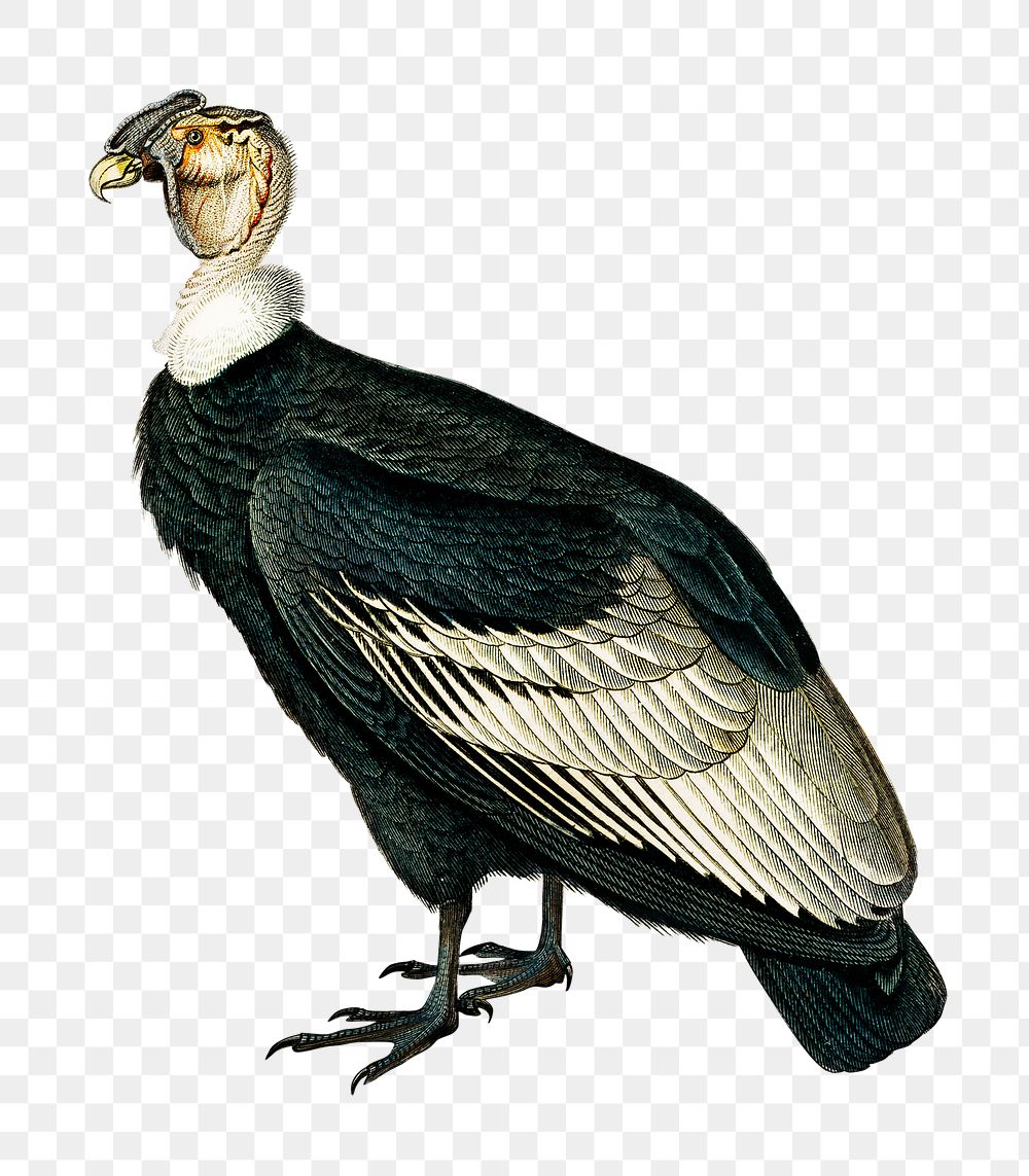 Vintage andean condor bird png, remix from artworks by Charles Dessalines D'orbigny.