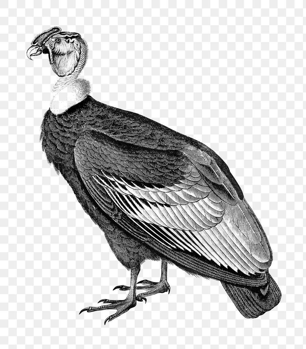 Vintage andean condor bird png, remix from artworks by Charles Dessalines D'orbigny.