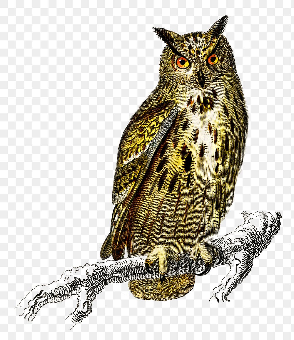 Vintage bubo bubo bird png, remix from artworks by Charles Dessalines D'orbigny