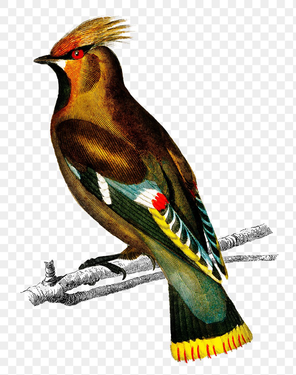 Vintage bohemian waxwing bird png, remix from artworks by Charles Dessalines D'orbigny.