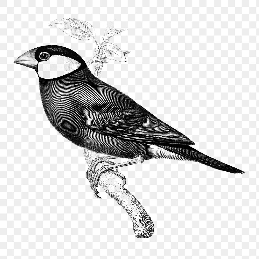 Vintage java sparrow bird png, remix from artworks by Charles Dessalines D'orbigny