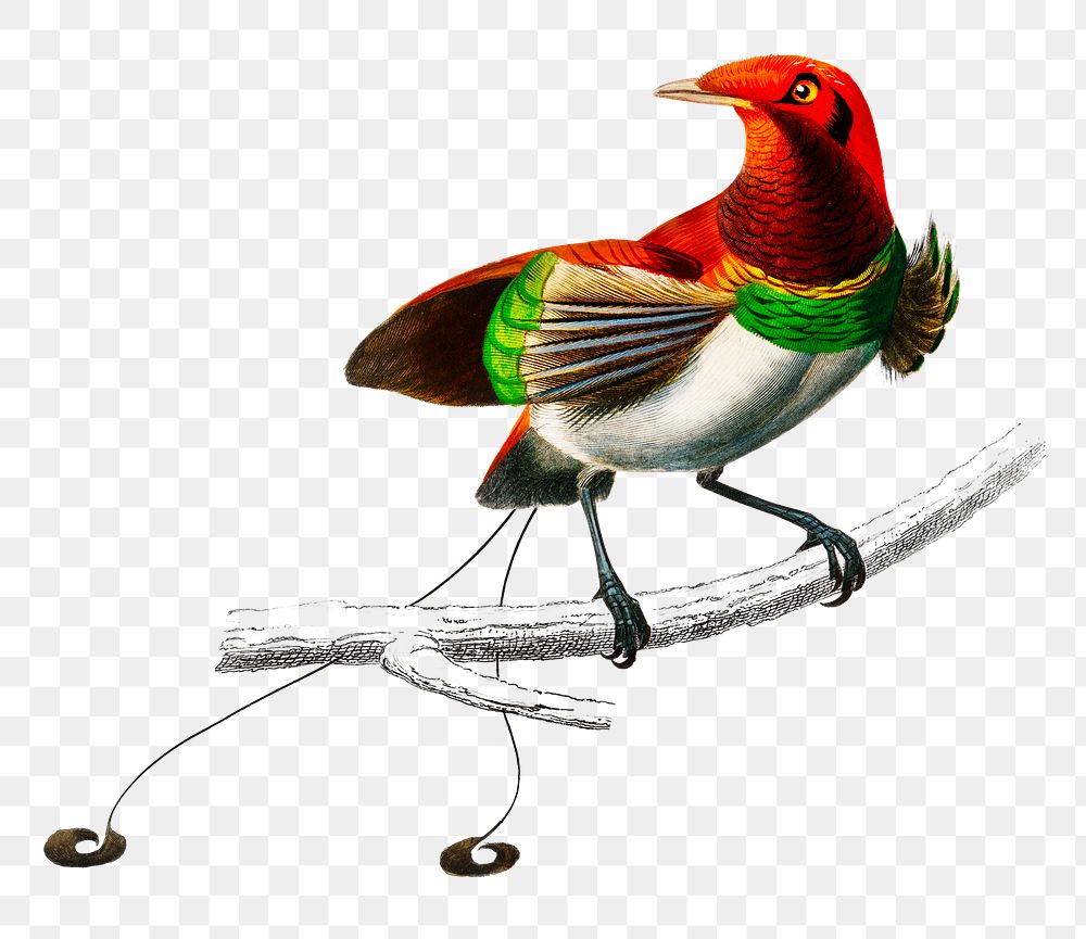 Vintage raggiana bird-of-paradise  png, remix from artworks by Charles Dessalines D'orbigny.