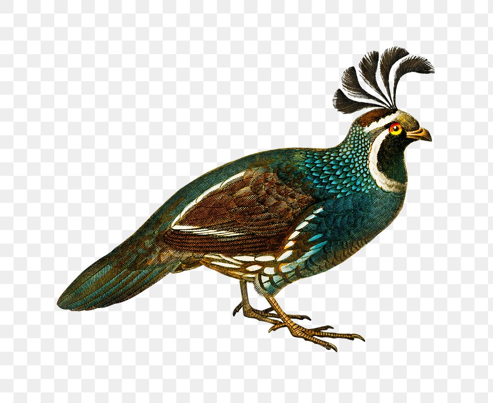 Vintage california quail bird png, remix from artworks by Charles Dessalines D'orbigny