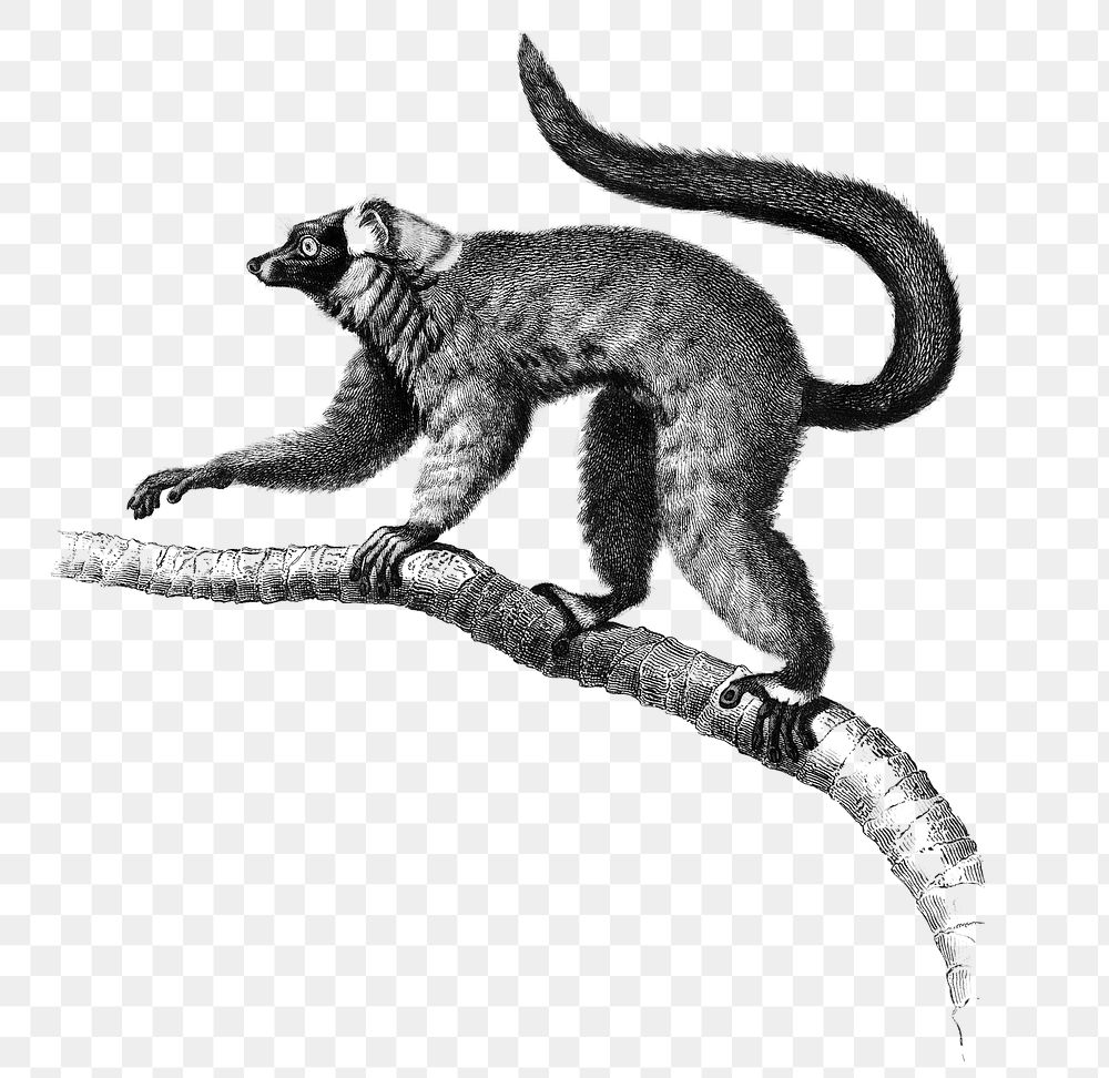 Vintage red ruffed Lemur png, remix from artworks by Charles Dessalines D'orbigny
