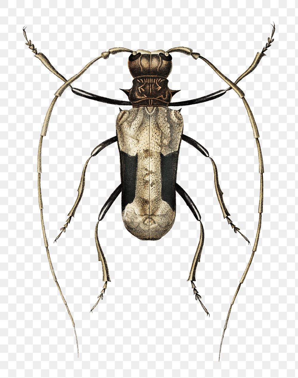 Vintage Giant African Longhorn Beetle png bug, remix from artworks by Charles Dessalines D'orbigny