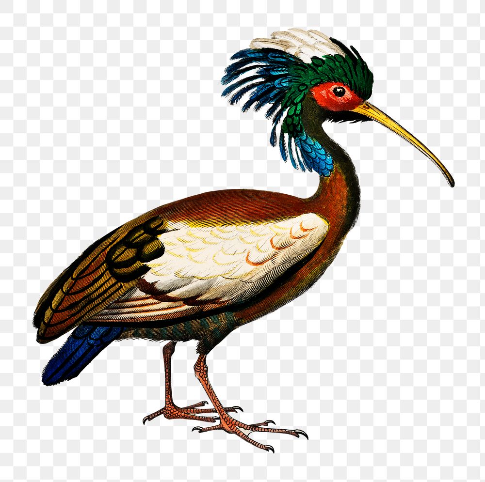 Vintage madagascan ibis bird png, remix from artworks by Charles Dessalines D'orbigny
