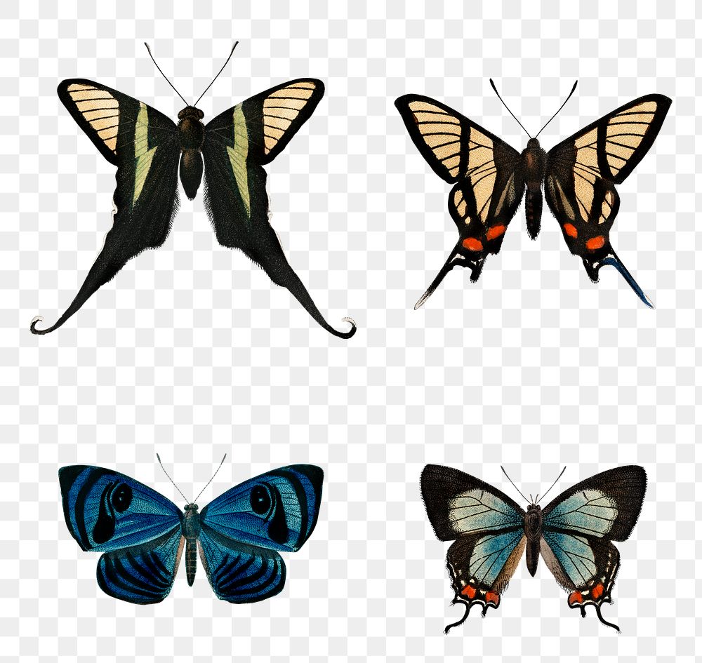 Vintage butterflies and moths png set, remix from artworks by Charles Dessalines D'orbigny
