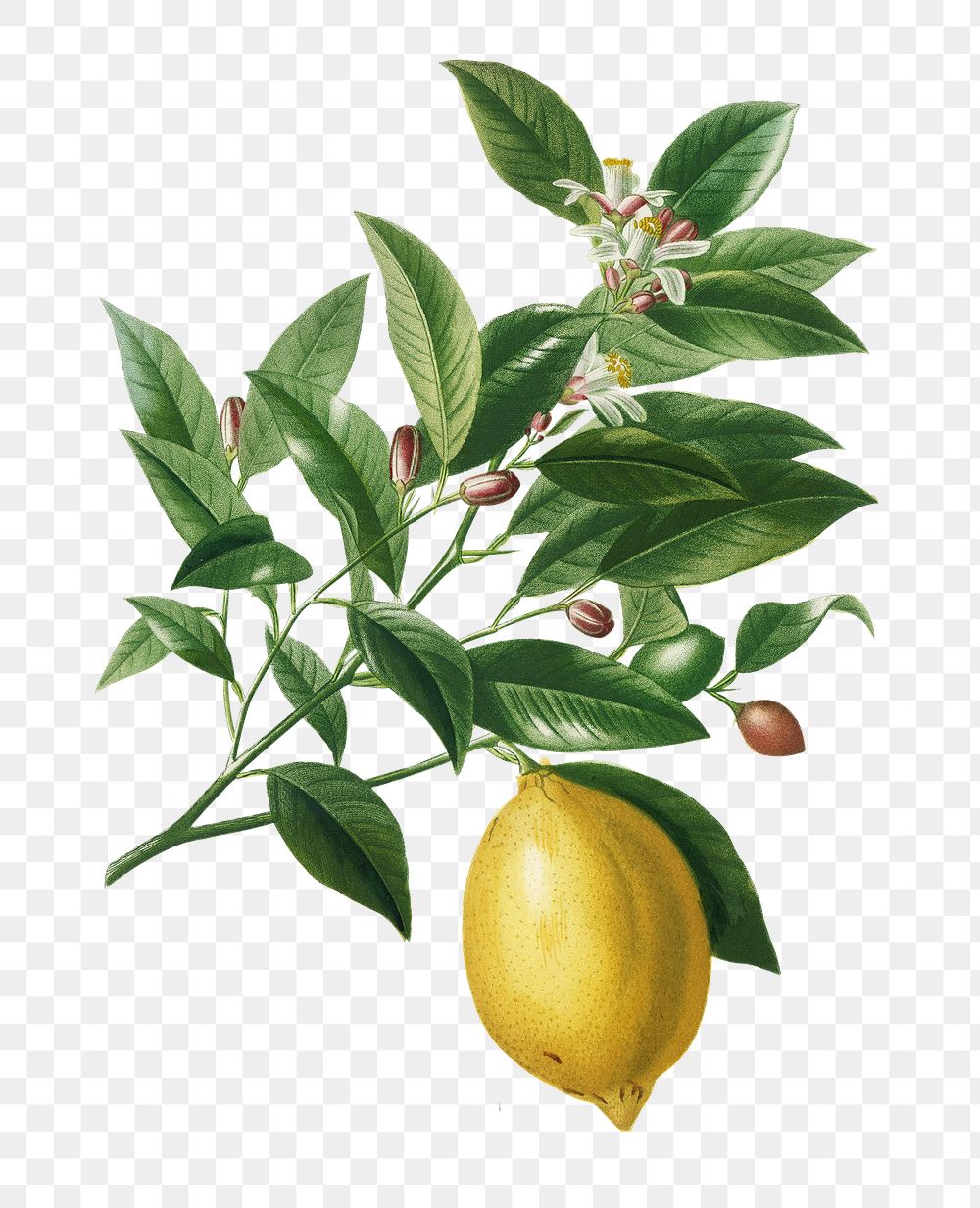 Vintage lemon png plant, remix from artworks by Charles Dessalines D'orbigny
