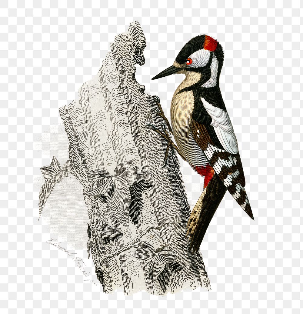 Vintage great spotted woodpecker bird png, remix from artworks by Charles Dessalines D'orbigny