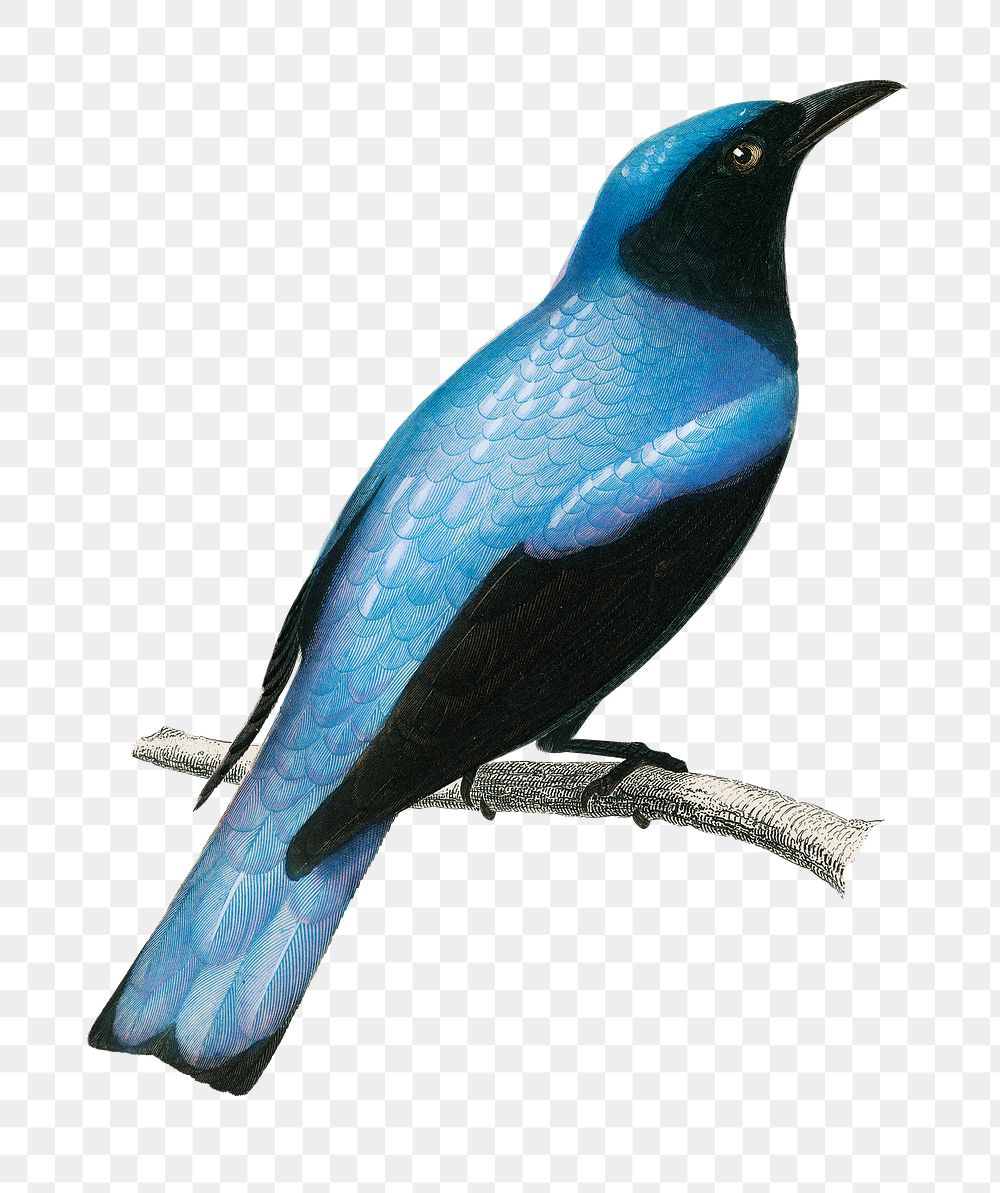 Vintage square-tailed drongo bird png, remix from artworks by Charles Dessalines D'orbigny